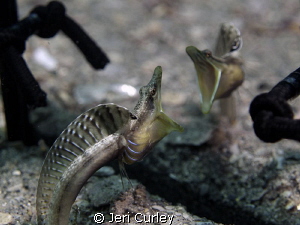This pike blenny "admires" himself in the mirror. by Jeri Curley 